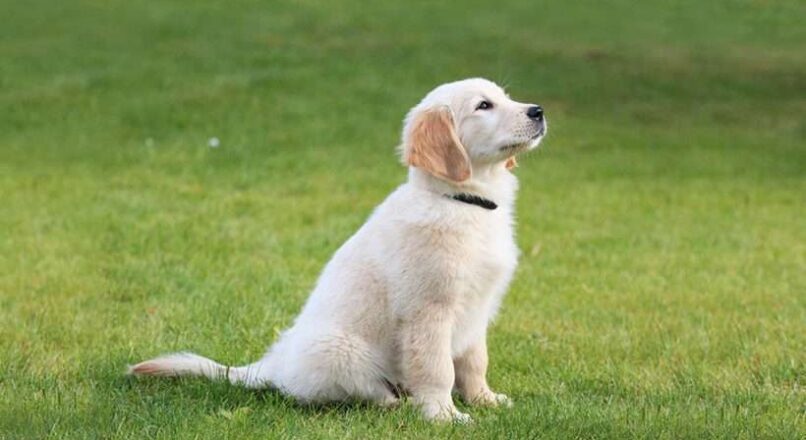 How to train Golden Retriever Puppies?