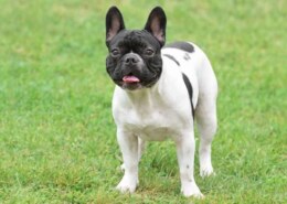 What are the best house dog breeds?