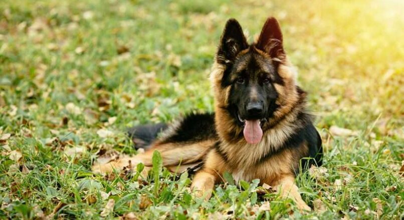 How to identify a pure breed German Shepherd?