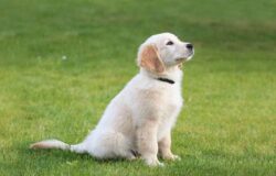 How to train Golden Retriever Puppies?