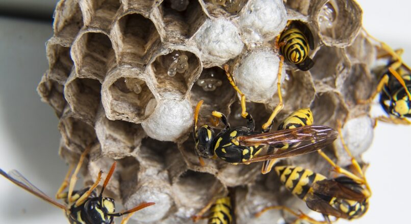 Wasp Nest Removal & Bee Exterminator in Ottawa
