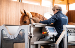 Water Therapy for Horses: Enhancing Equine Health and Performance