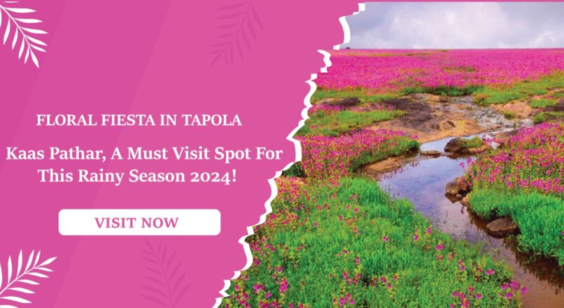 Floral fiesta in Tapola: Kaas Pathar, a must-visit spot for this rainy season 2024!