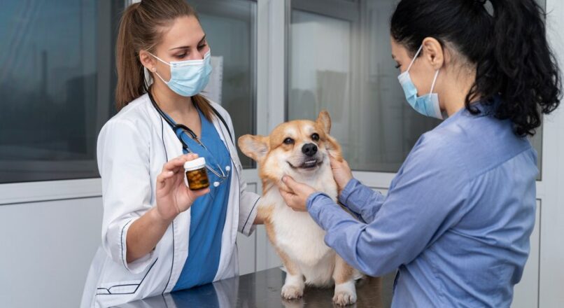 Veterinary Doctor Services at Home with Va Thala – Book Now